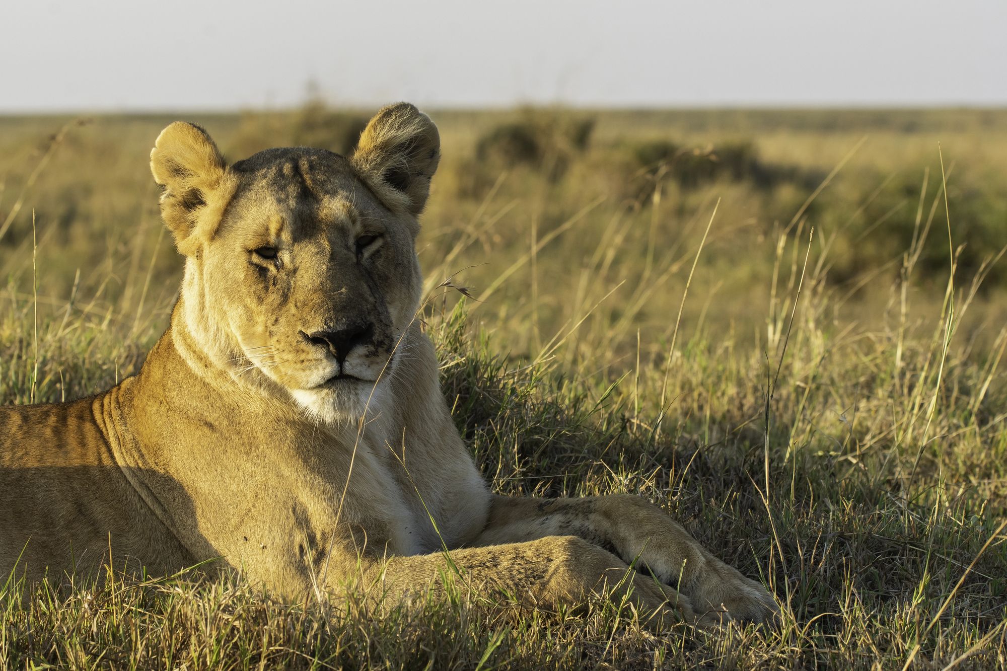 A lioness resting on the savanna